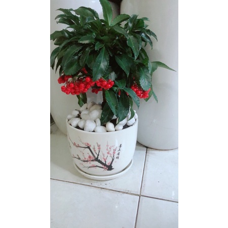 Chậu Cây Kim Ngân Lượng Để Bàn