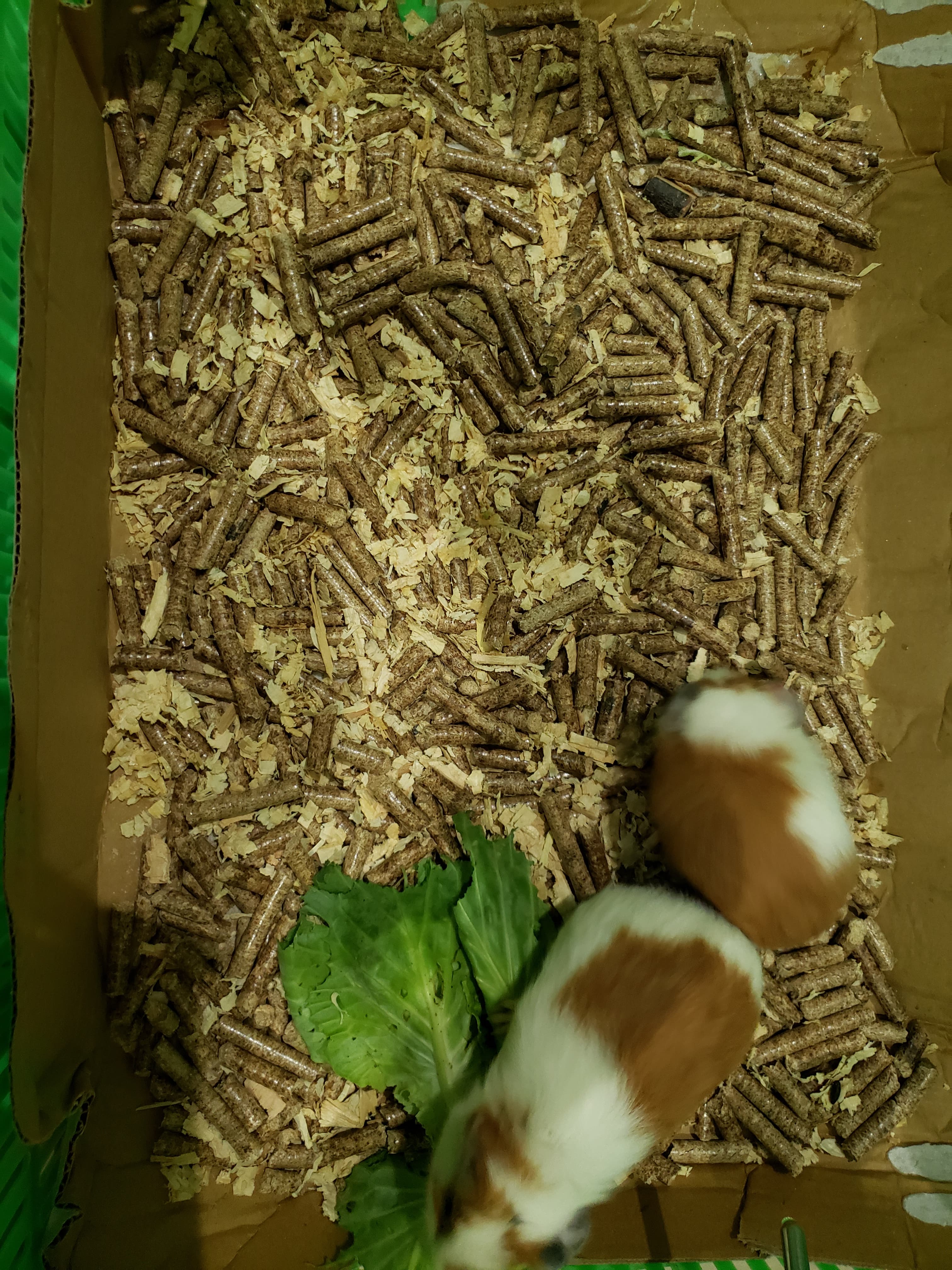 Sâu gạo rang thơm cho Hamster, bọ ú, chim,...