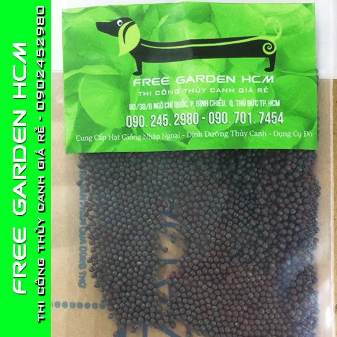 HẠT GIỐNG CẢI NGỒNG IMPROVED – Kitazawa – Mỹ