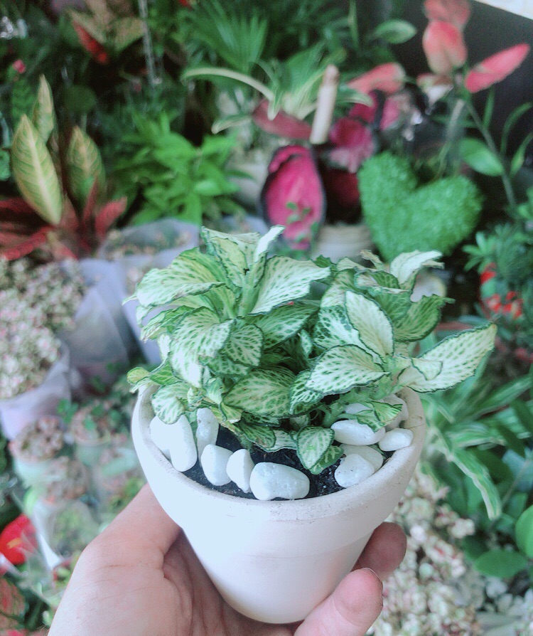 Chậu Cây Cẩm Nhung Xanh (cây may mắn)