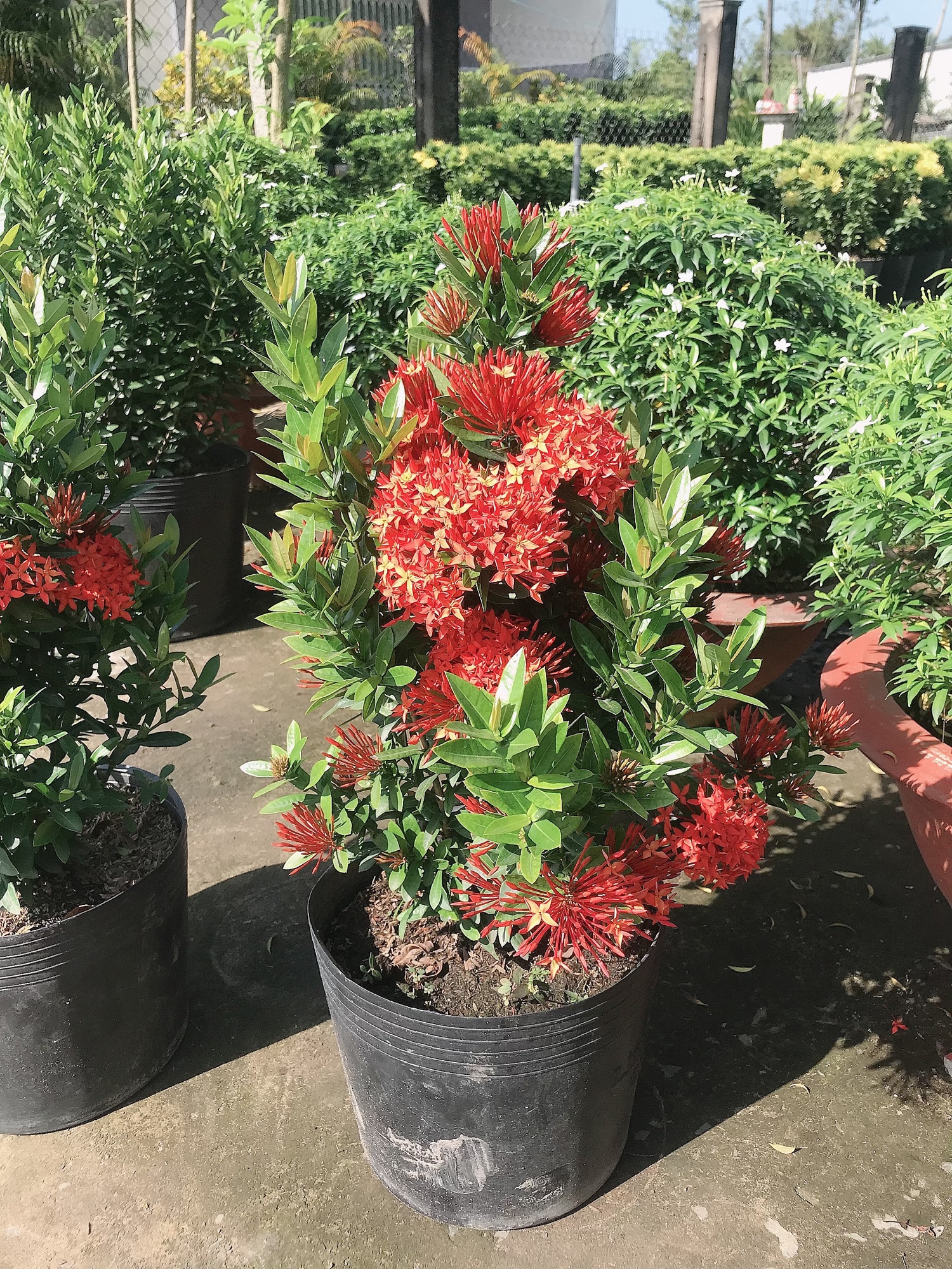 caykiengsadec - Cây trang đỏ ( mẫu đơn đỏ) một cốt + tặng phân bón - hoa kiểng lá - cây phong thủy - trang trí nội thất