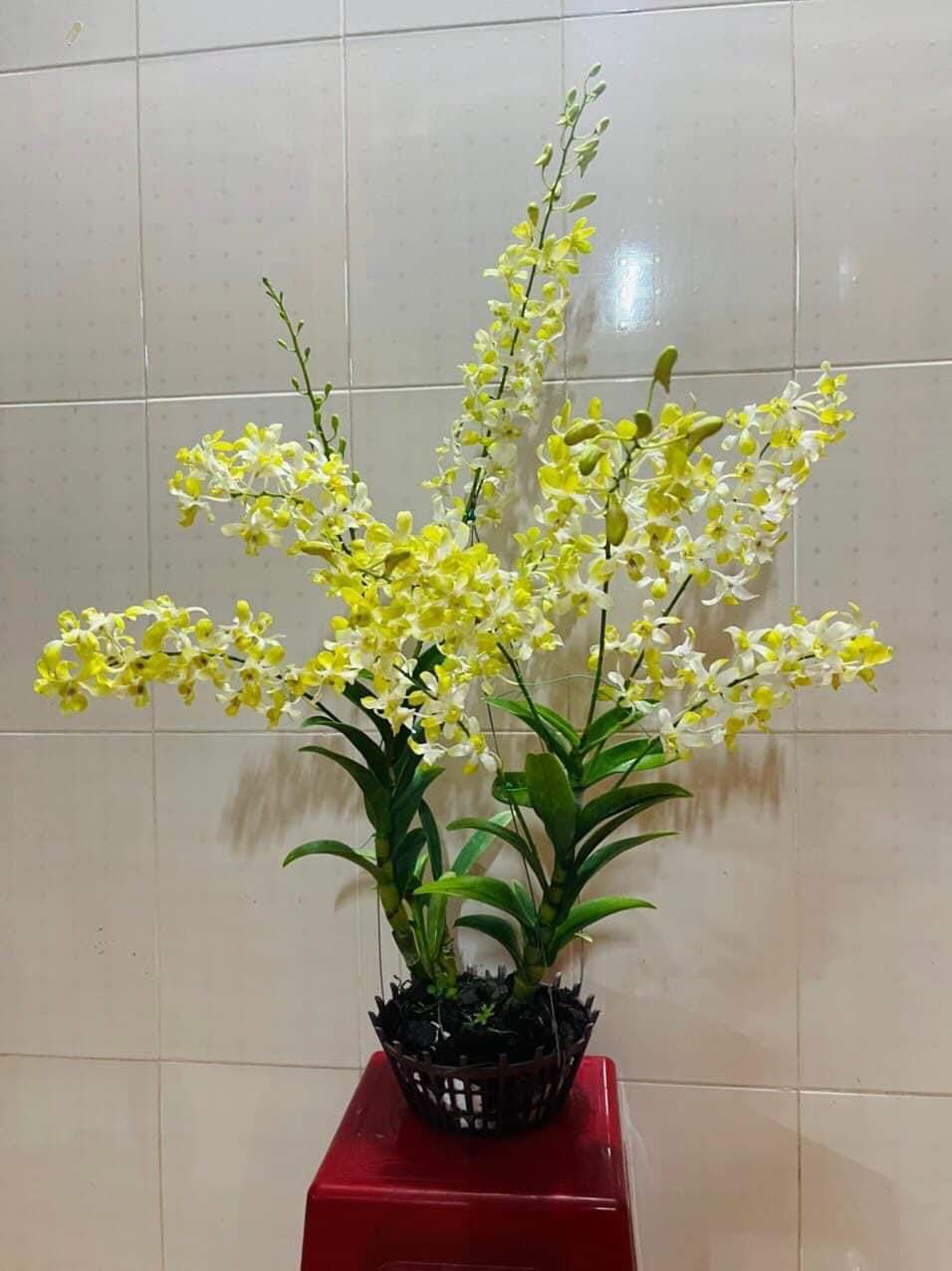 HOA LAN NẮNG THƠM BANANA