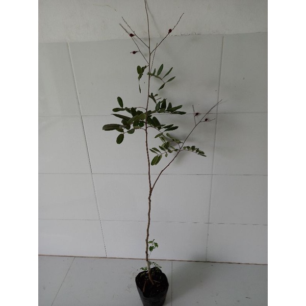 cây nhãn xuồng tím cao 1m