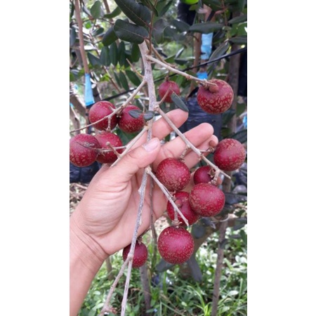 cây nhãn xuồng tím cao 1m