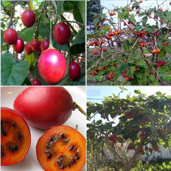 "Gói 10 Hạt " Hạt giống cà chua thân gỗ