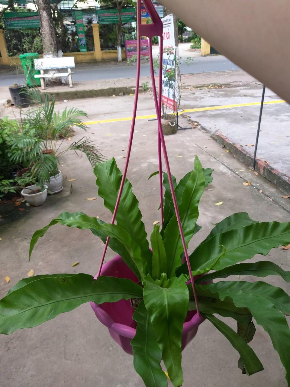 10 chậu nhựa bí có móc treo