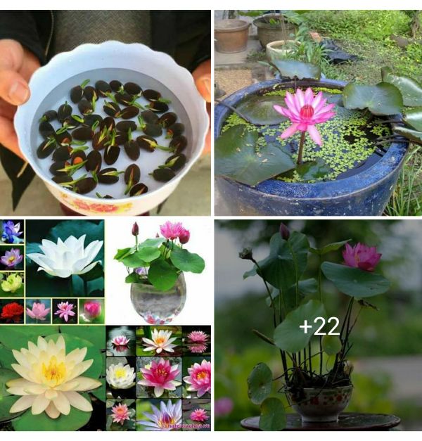 Hạt Giống Sen Nhật Mini Gói 10 Hạt