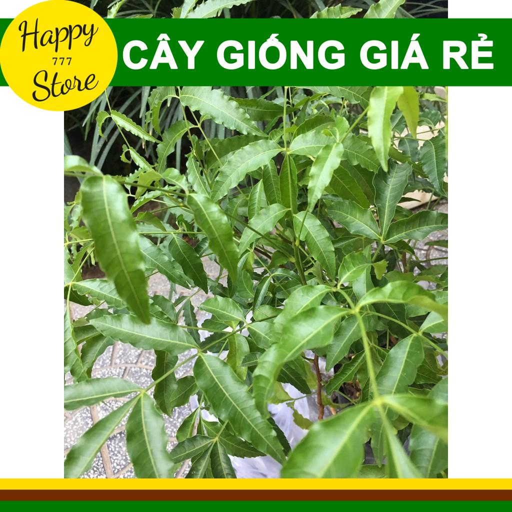 Cây Sầu Đâu Giống