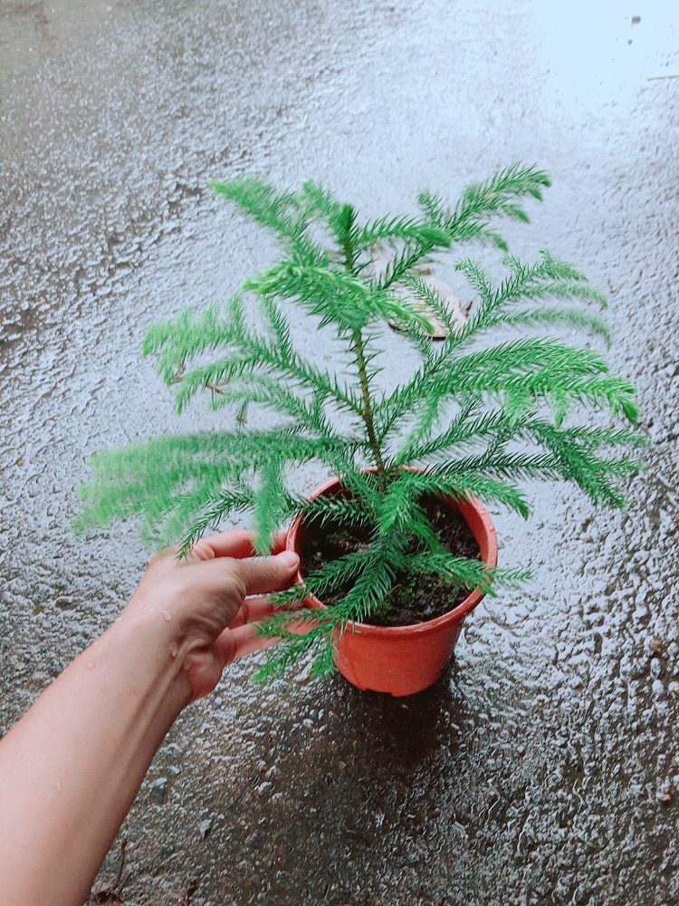 Cây Tùng Bồng Lai