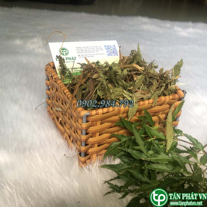 Lá cỏ ngọt sấy khô hàng sạch thơm cao cấp - Túi lớn loại 1kg giá rẻ - Thảo Dược Taphaco