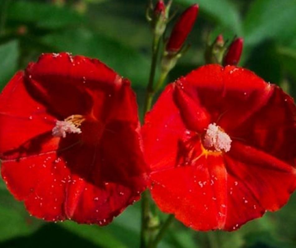 7 Hạt giống hoa Bìm bìm đỏ