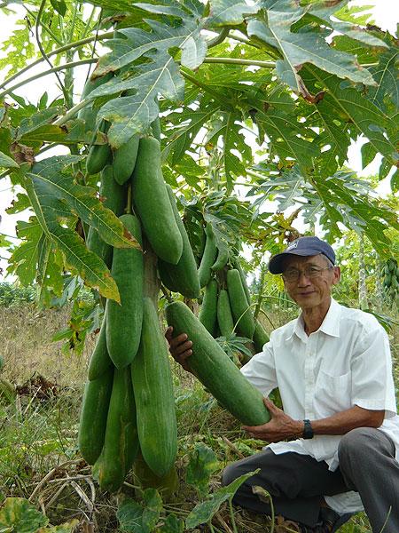 Hạt giống đu đủ lùn siêu ngọt  Thái Lan - gói tầm 120 hạt