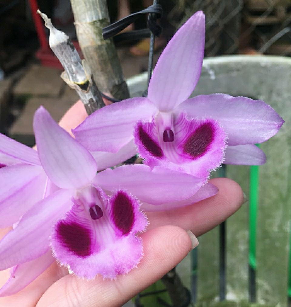 Di Linh Xuân - Châu Lớn rất đẹp