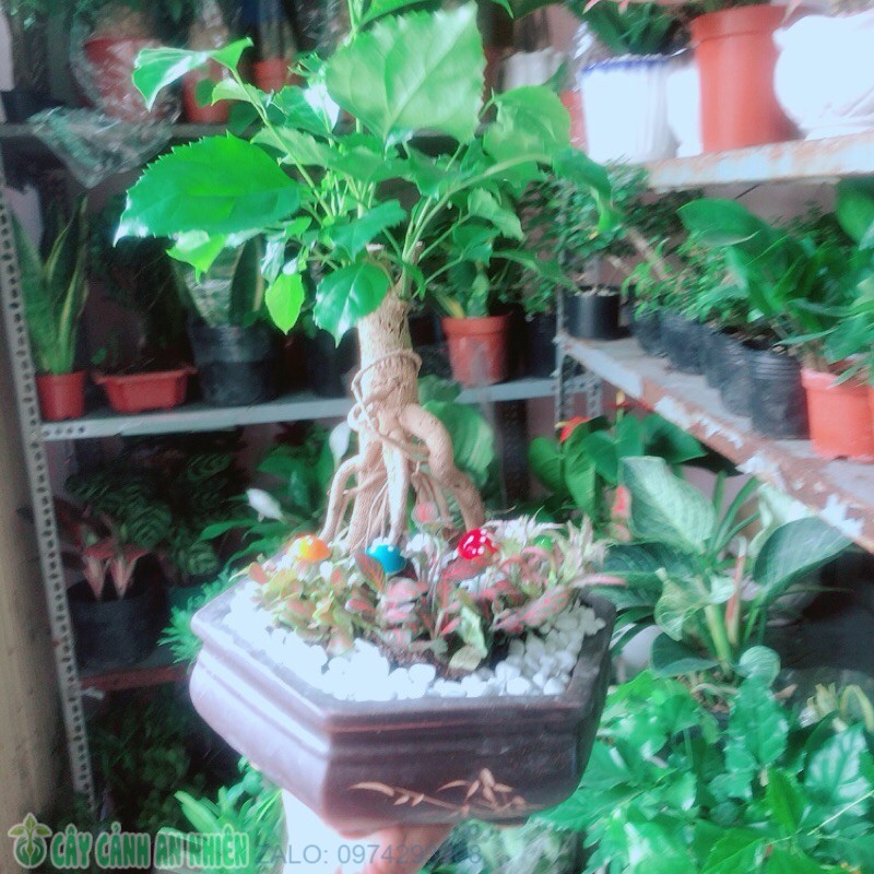 Chậu Cây Hạnh Phúc Bonsai