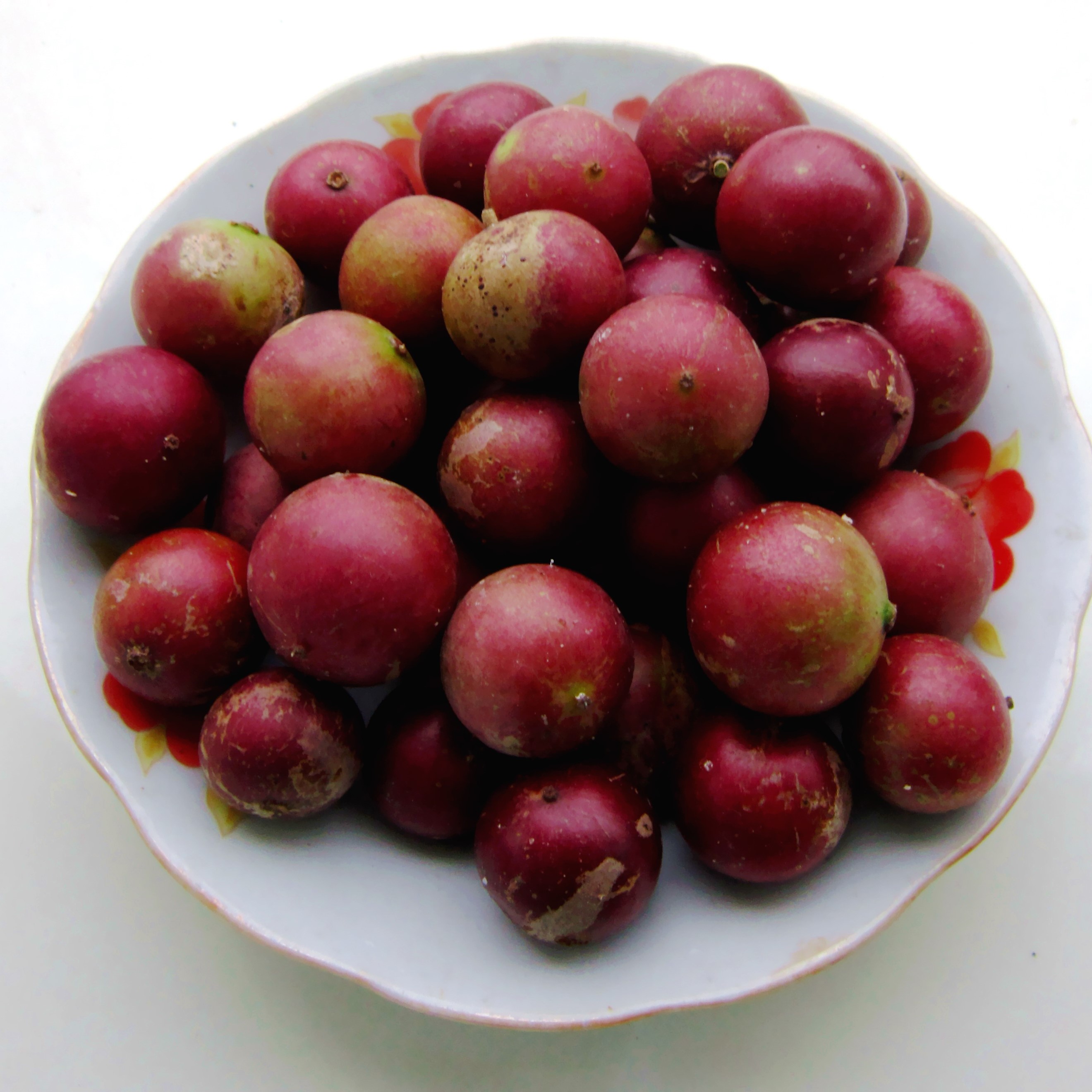 Cây Giống Hồng Quân, Cây Hồng Quân Giống Cao khoảng 20cm Cây Giống Khỏe