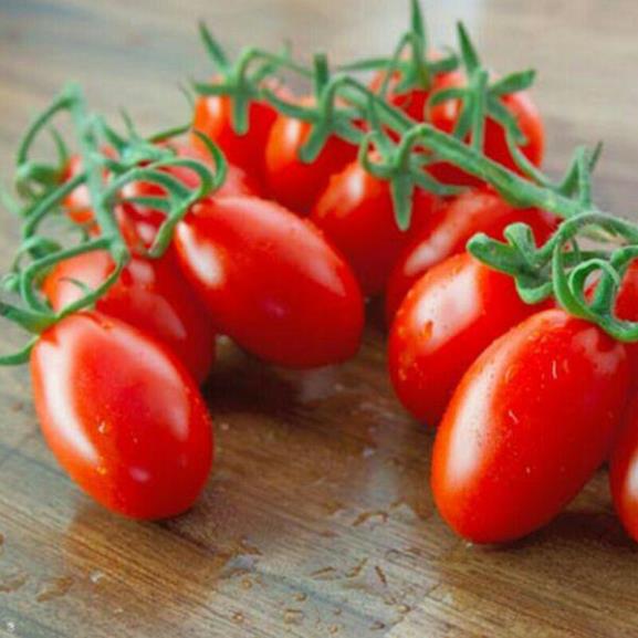 Hạt giống cà chua bi cherry đỏ F1 - gói 0,1 gram
