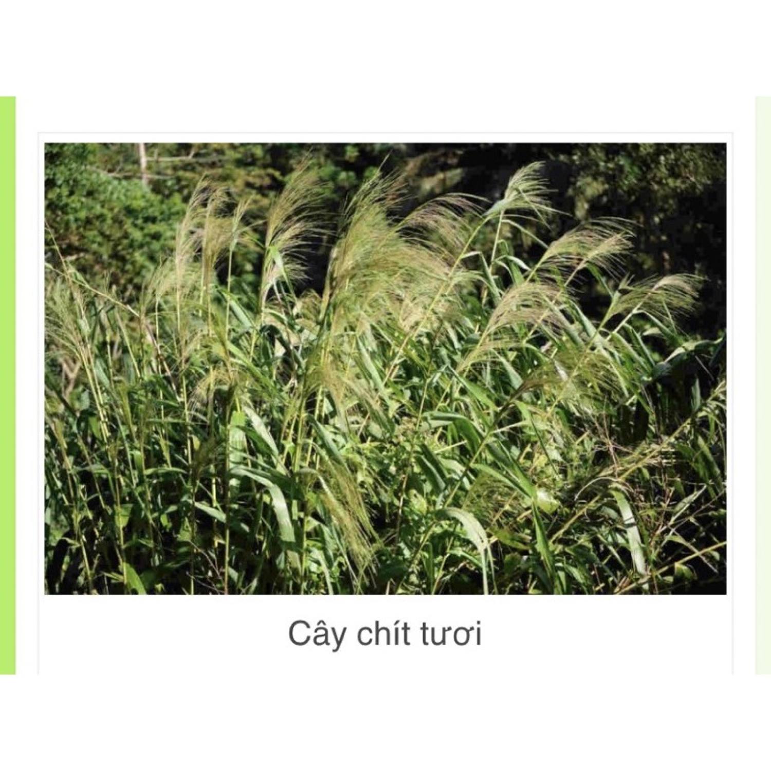 100 cây sâu chít