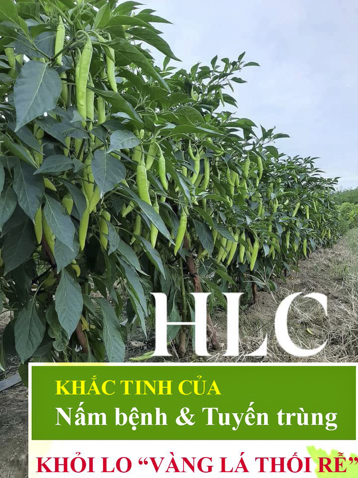 [HCM]Chế phẩm sinh học TRICHODERMA BACILLUS tiêu diệt các loại nấm hại 500ml-76112