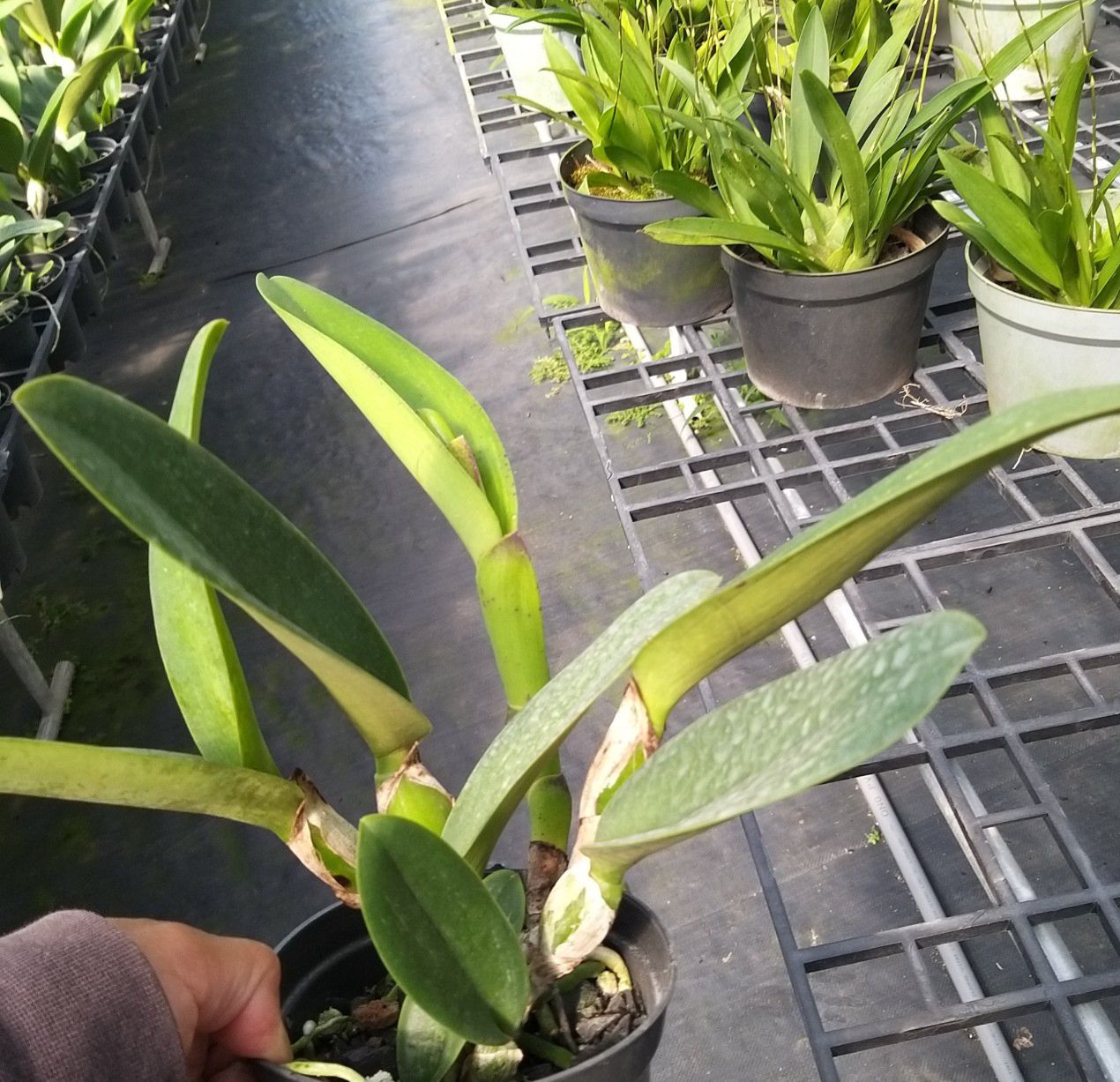 CATTLEYA NỤ: TƯỚNG QUÂN
