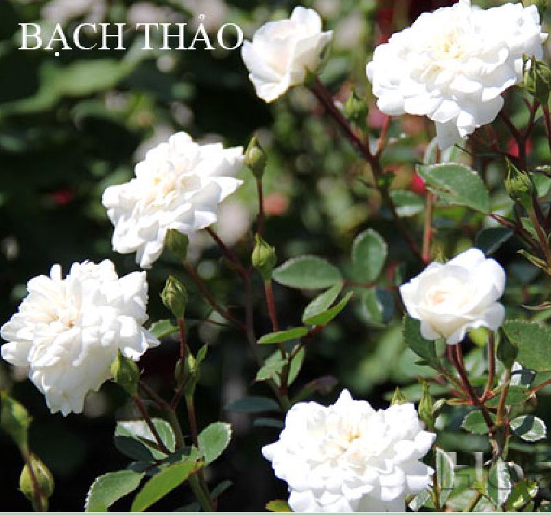 Hạt giống hoa hồng trắng ( bạch hồng ) - Gói 20 hạt