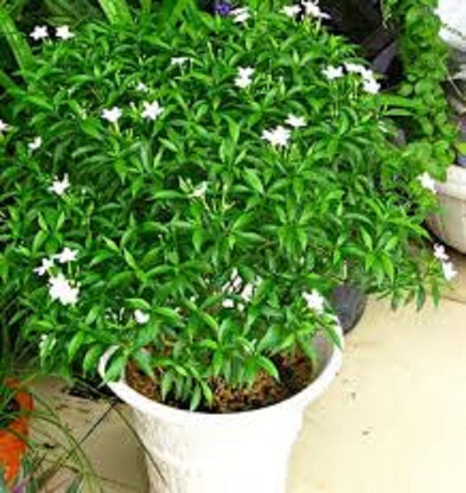 BẦU CÂY GIỐNG MAI VẠN PHÚC( CÂY MAI TIỂU THƯ)