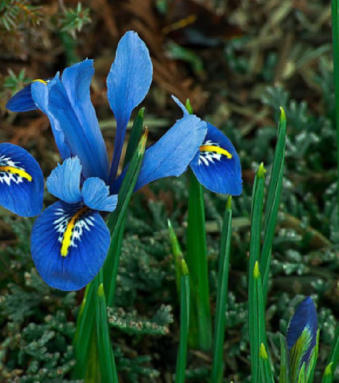 "Gói 10 "Hạt giống hoa Diên vĩ Xanh (Iris Xanh ) [Seeds]
