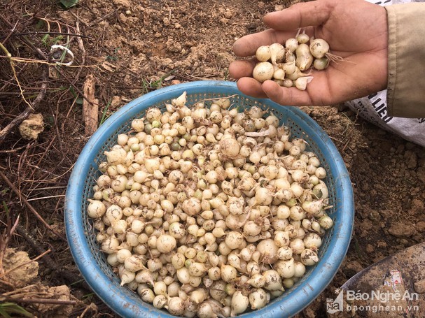 3kg Củ hành tăm Nghệ An (Củ nén)