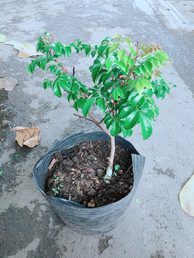 Cây Khế Cho Sai Trái (có sẵn hoa)