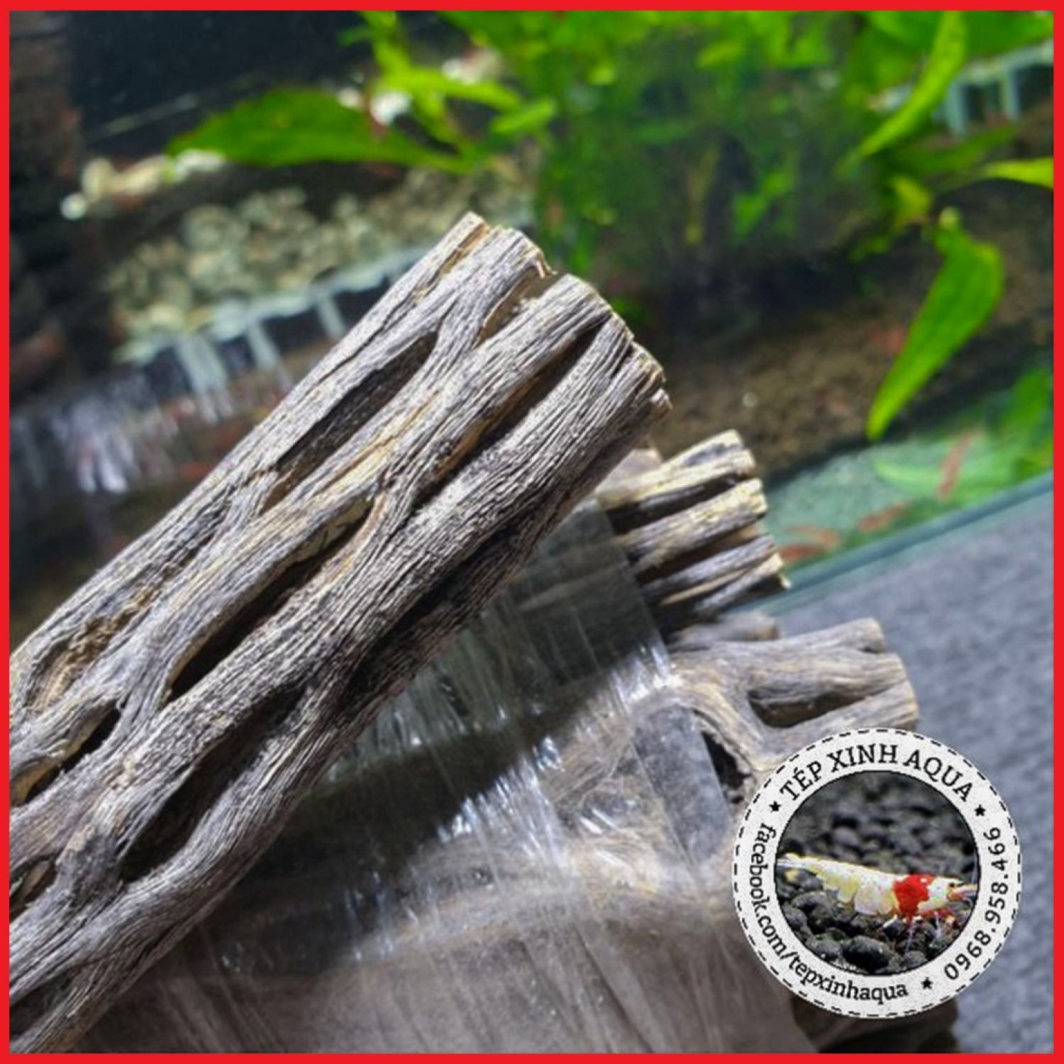 Lũa Cholla cho tép cảnh - Lũa xương rồng Cholla Cactus - Tép Xinh Aqua