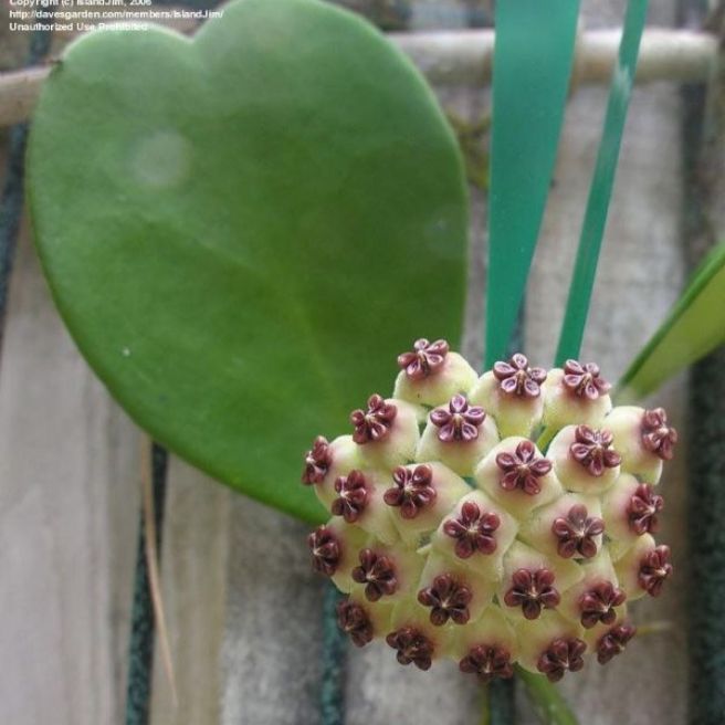 Cẩm cù lá trái tim cây giống