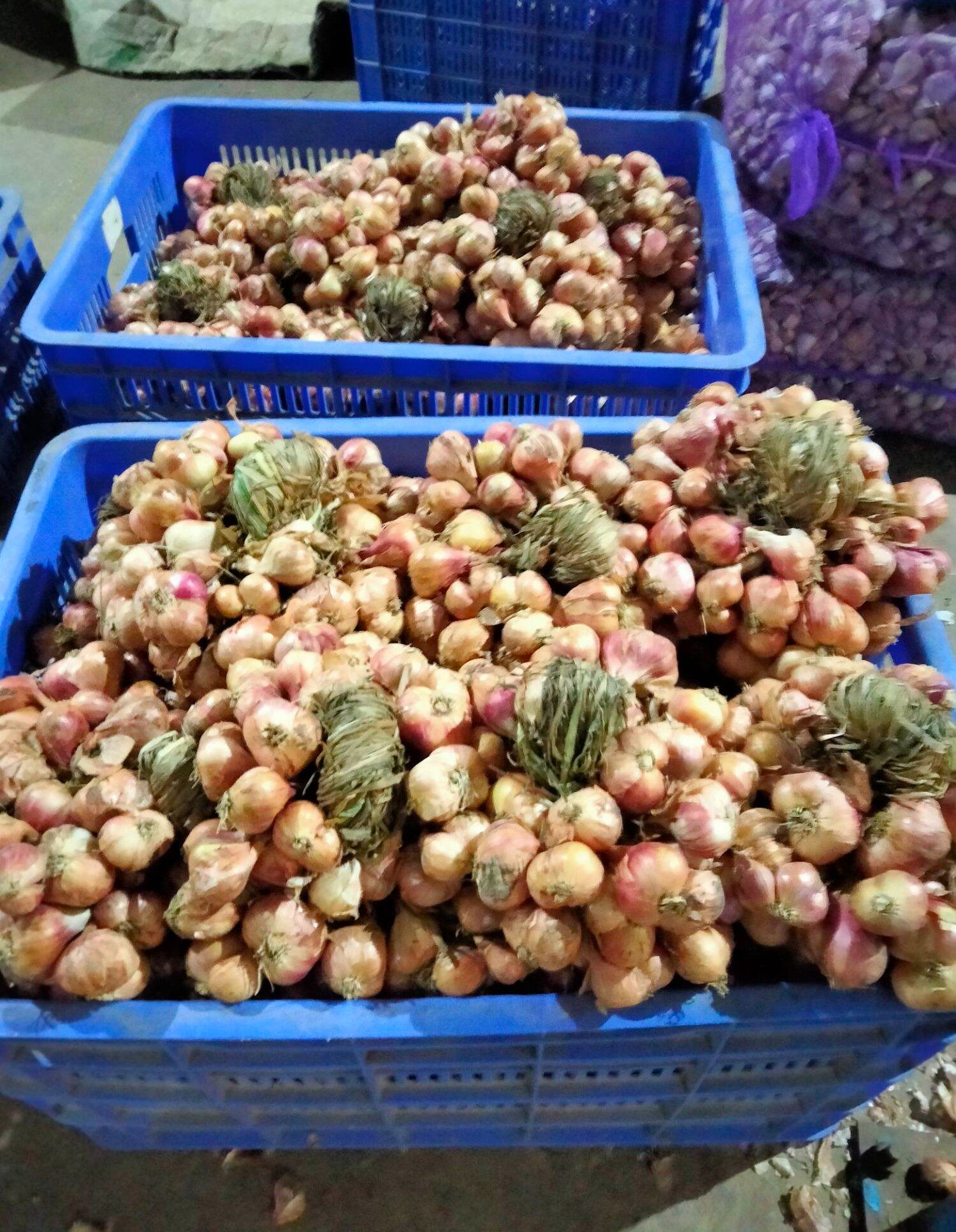 Tỏi tép to dễ bóc, chắc mẩy