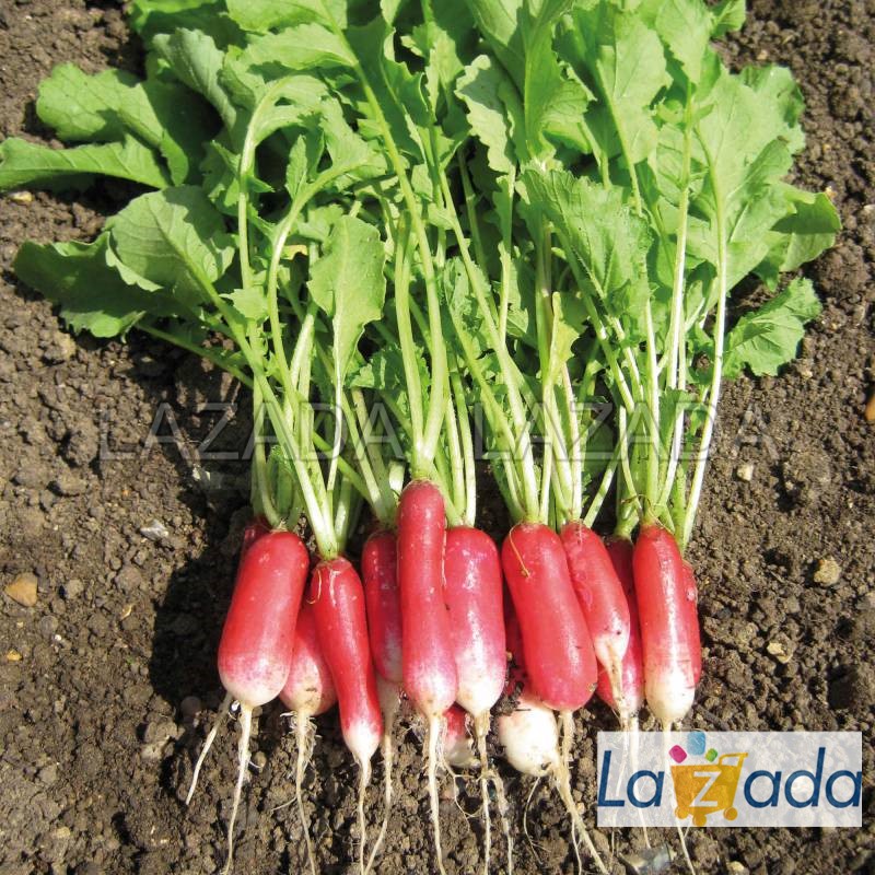 1gr hạt giống củ cải đỏ dài pháp tg180