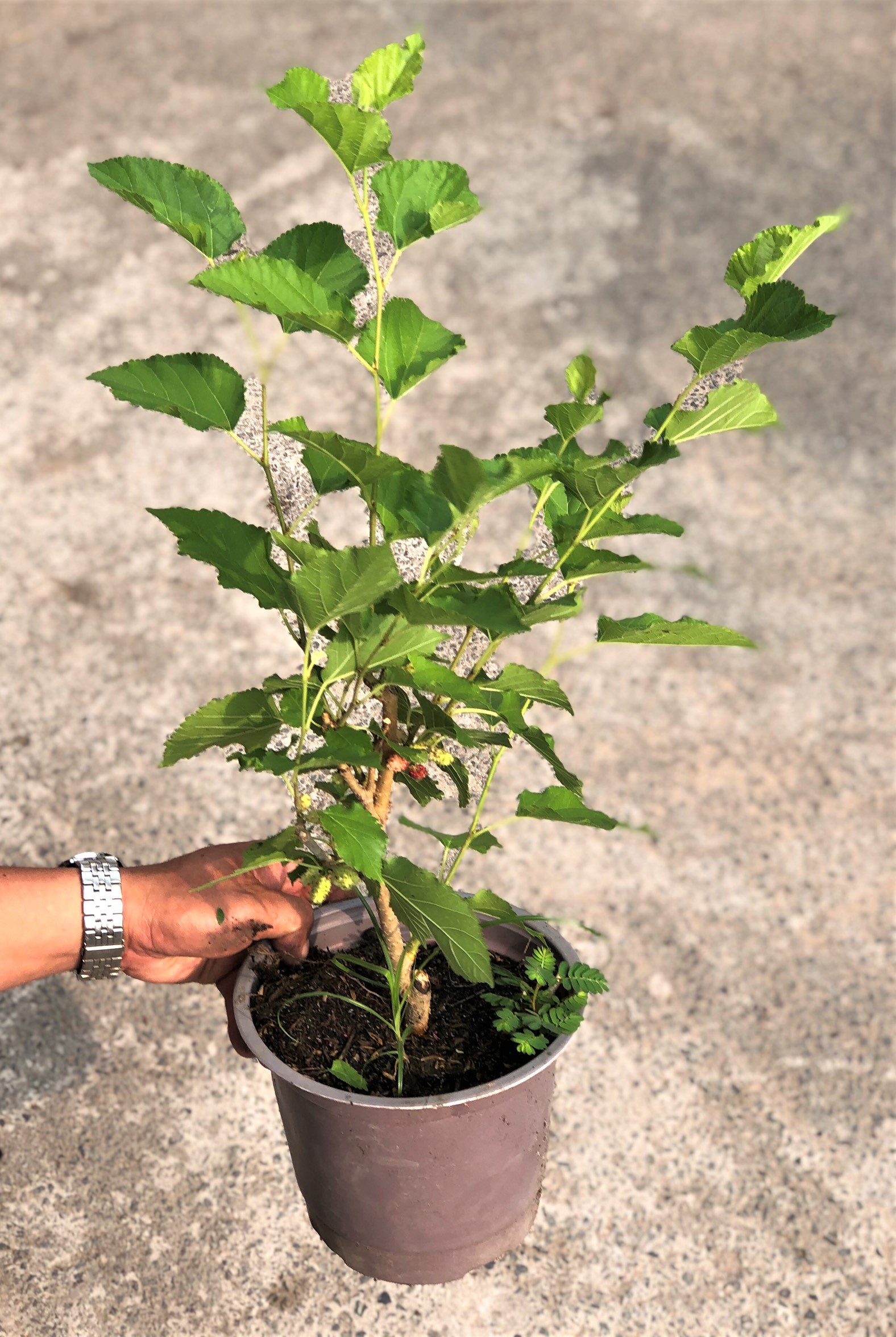 Chậu cây Dâu Tằm siêu trái