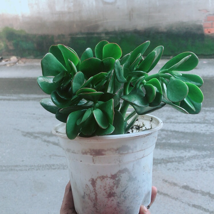 Cây Ngọc Bích