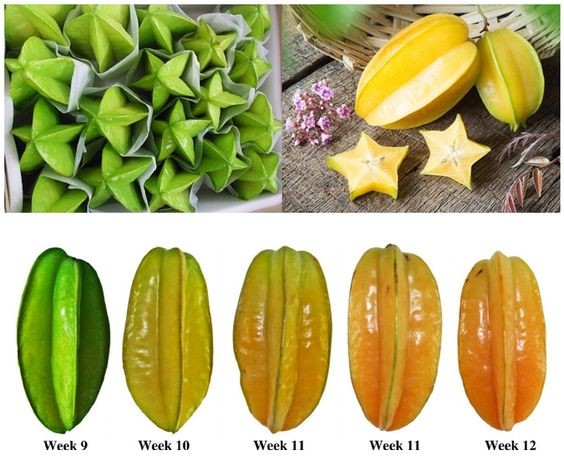 (MỚI) CÂY KHẾ CHUA , CÂY ĐẸP