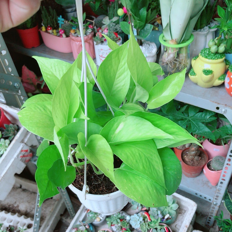 Chậu Trầu Bà Thái Vàng