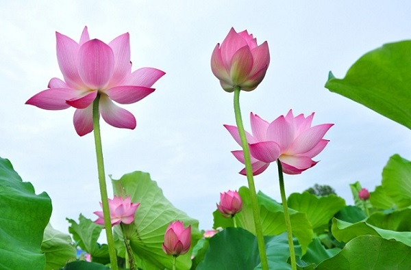 10H_HẠT GIỐNG HOA SEN HỒNG (SEN TA/ SEN VIỆT NAM)