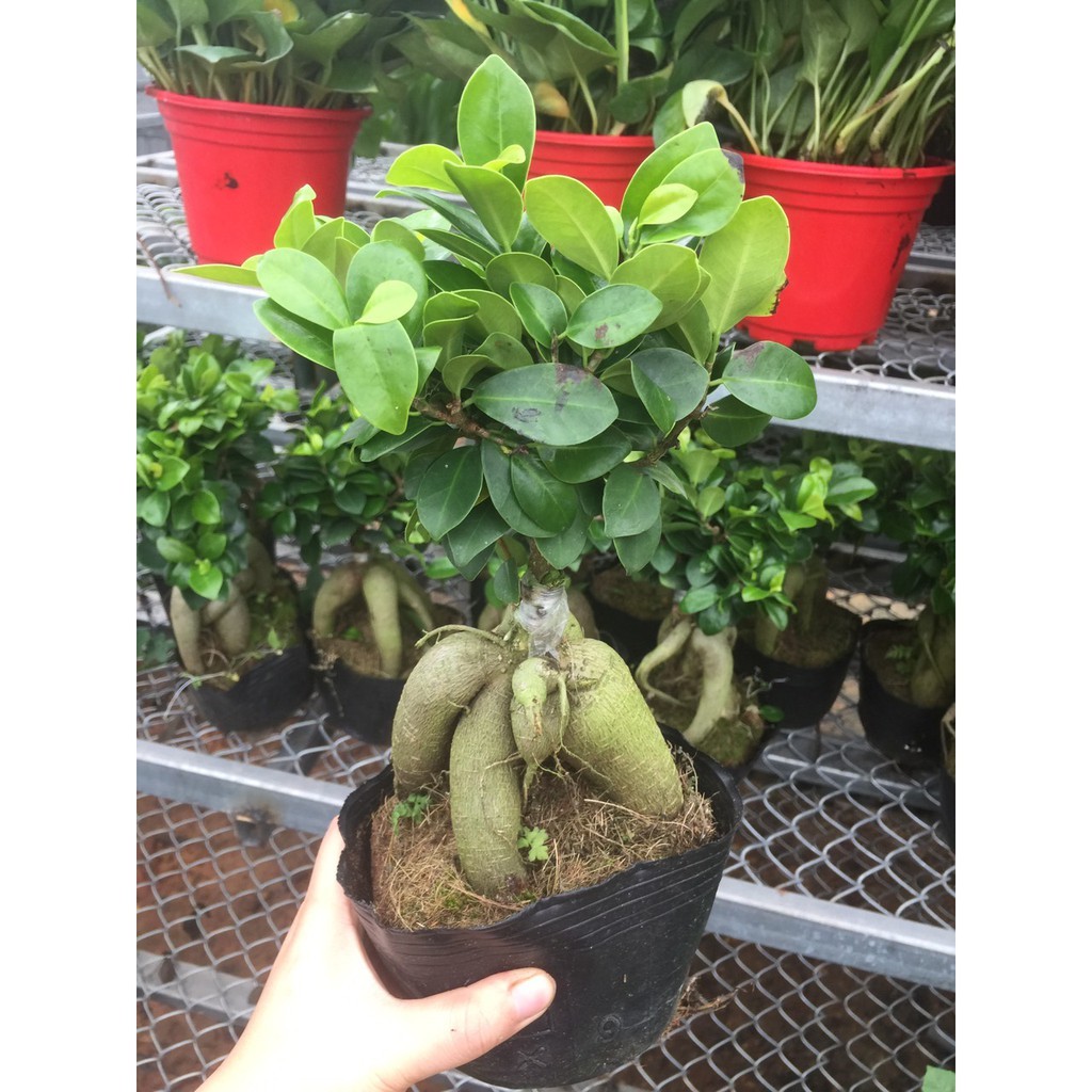 CÂY SANH LÙN NHẬT BONSAI MIMI SIÊU ĐẸP, CÂY PHONG THỦY ĐỂ BÀN VƯỢNG KHÍ CHO GIA CHỦ