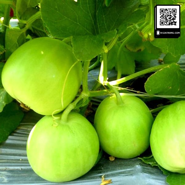 Hạt giống dưa lê lam ngọc siêu ngọt