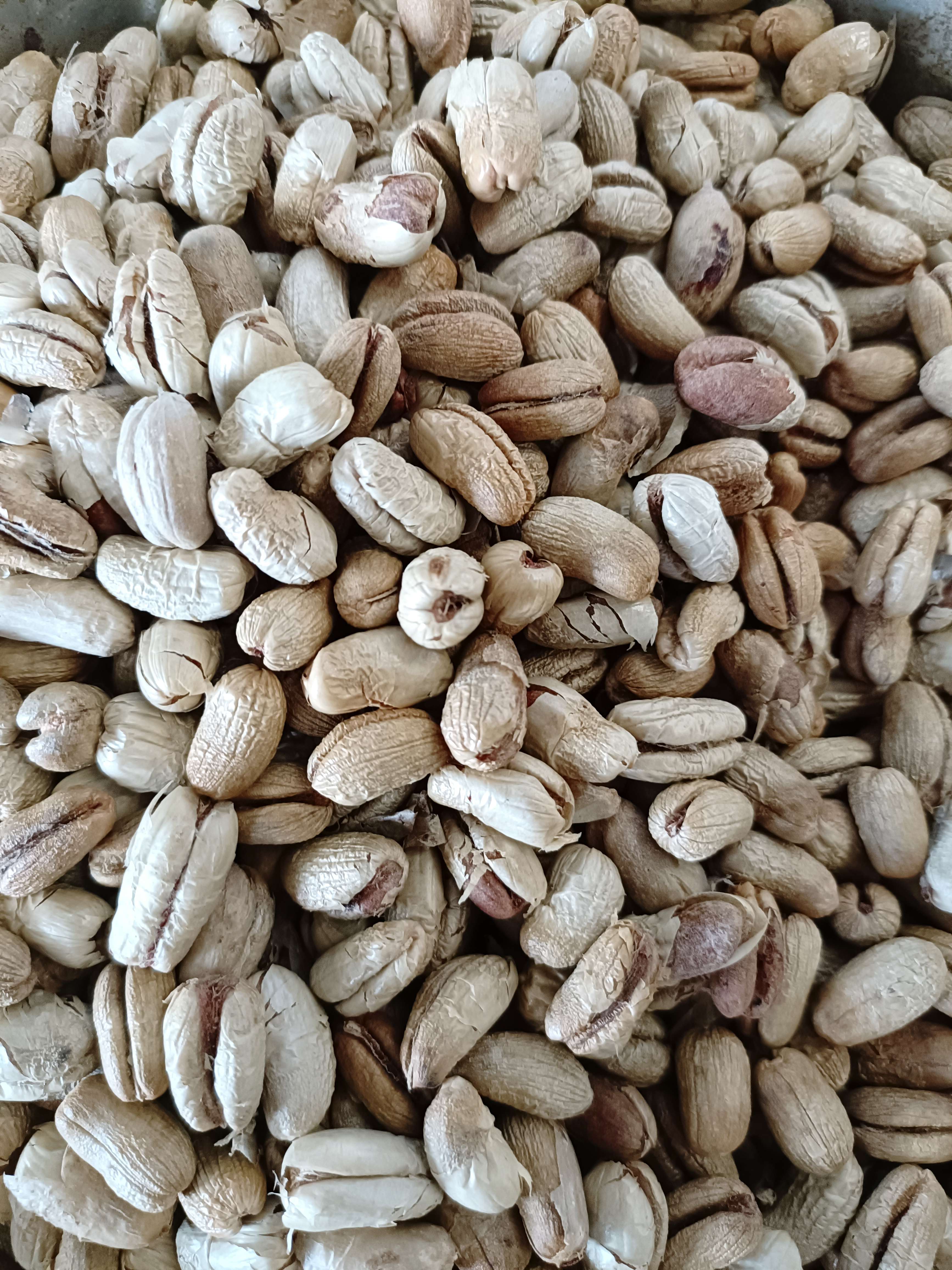 Hạt giống chà là cảnh, chà là kiểng - 100 gram
