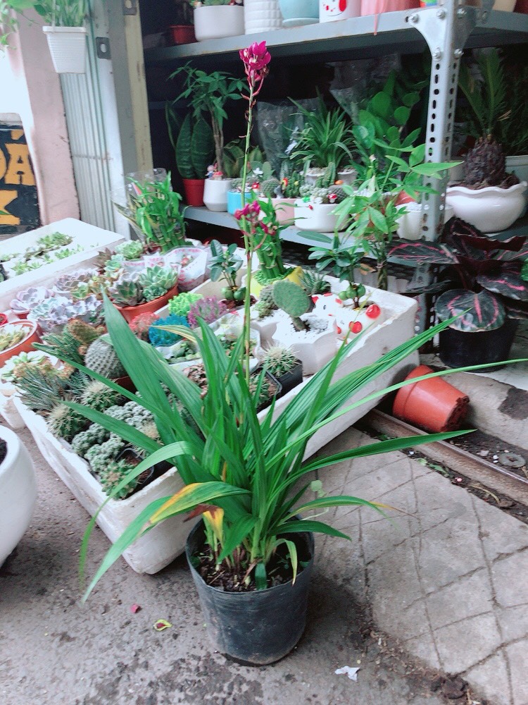 Lan đất hay chu đinh lan hoặc địa lan