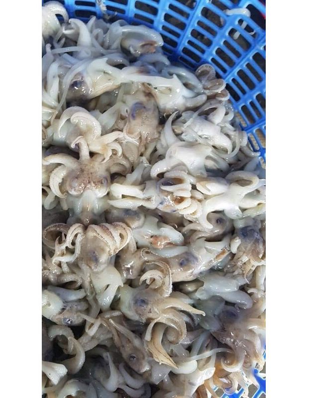 Đầu Mực Mini - 1kg net 7 (GIAO TPHCM)