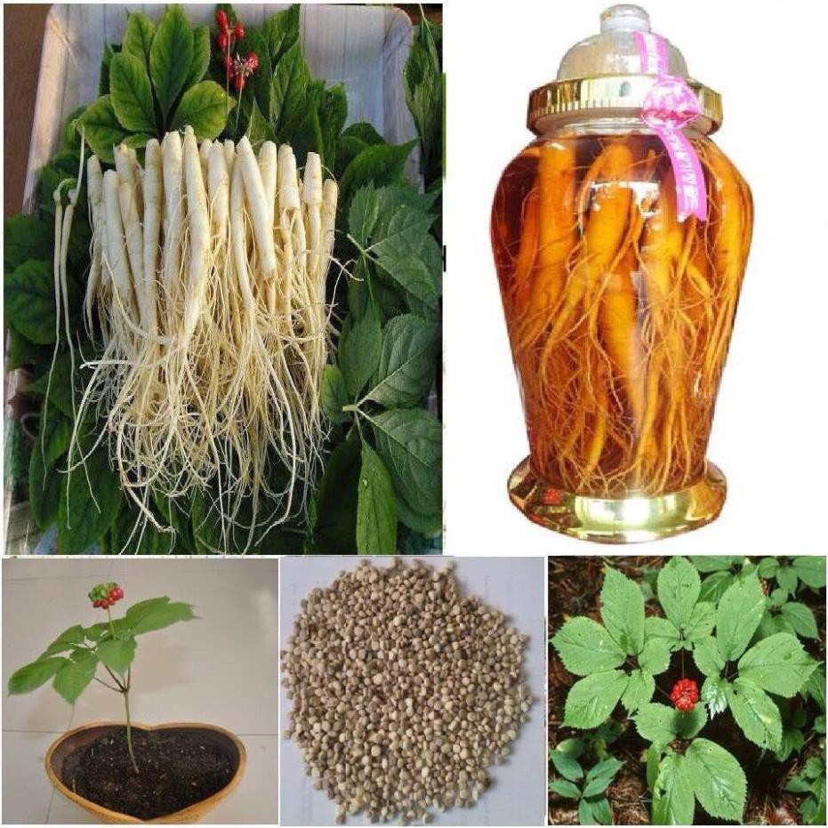 [HCM]Khu Vườn Hạt Giống Cây Nhân Sâm .