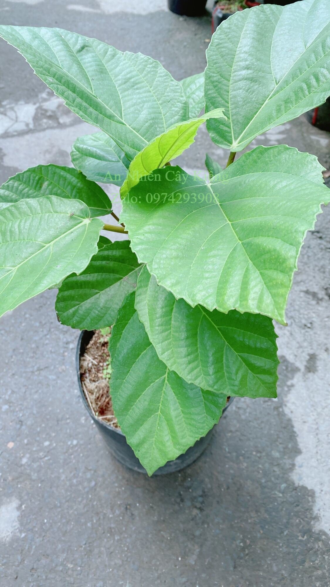 Cây Vả Cao 50cm