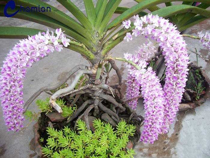 combo 5 cây giống lan đuôi chồn