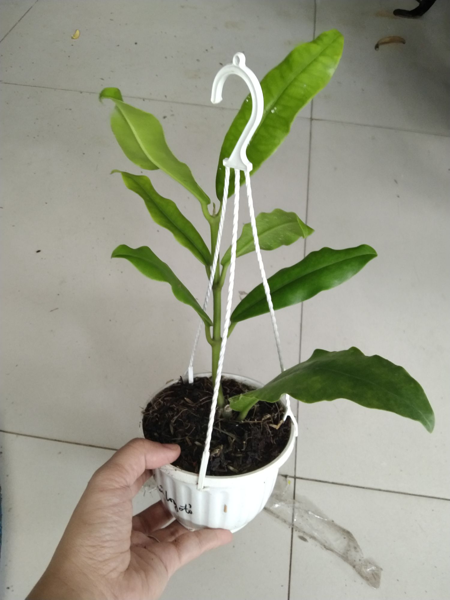 Cẩm củ khủng long đỏ
