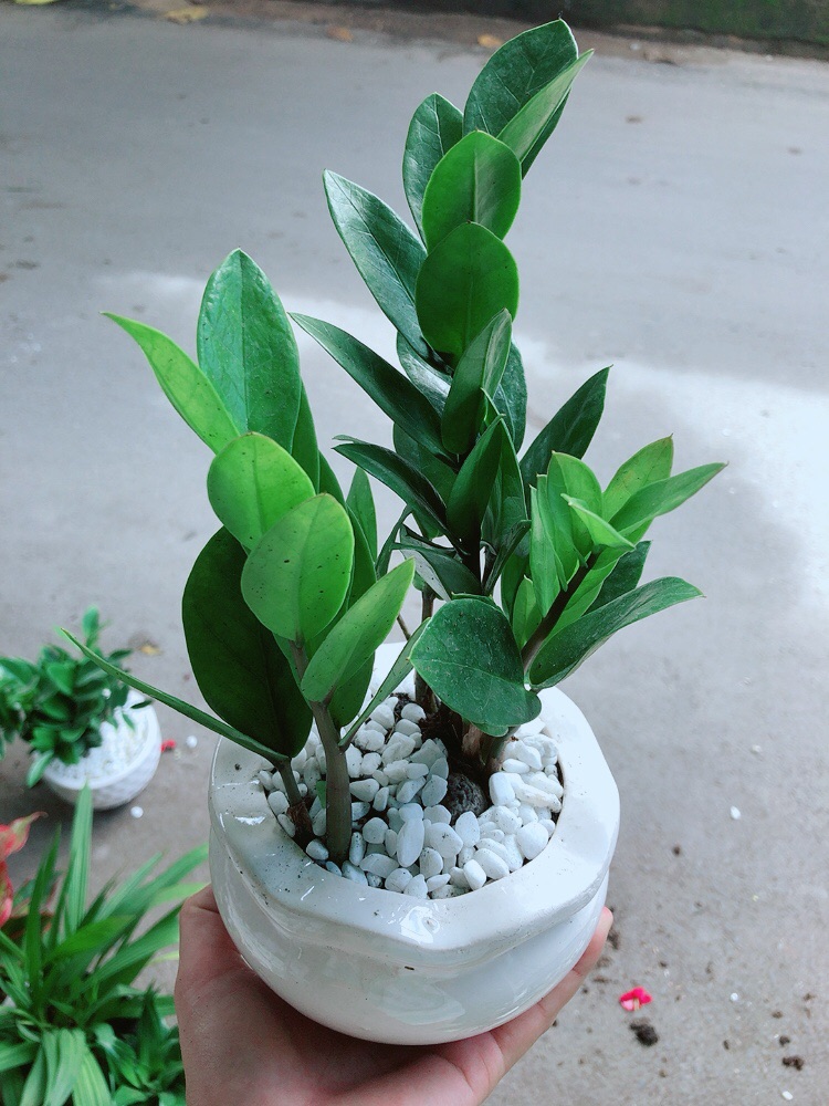 [HCM]Chậu Kim Tiền Thái