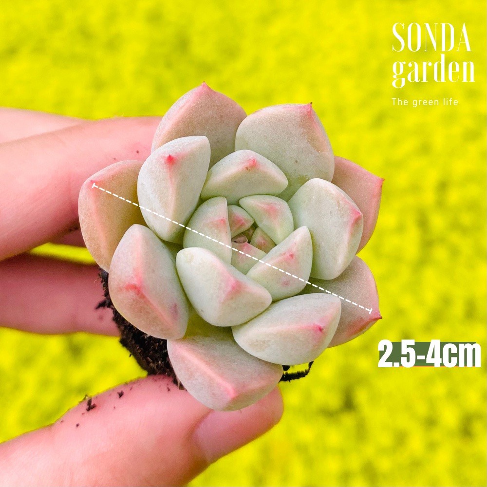 SEN ĐÁ HỒNG QUẾ SIZE MINI SIÊU KHỎE ĐẸP LỖI 1 ĐỔI 1
