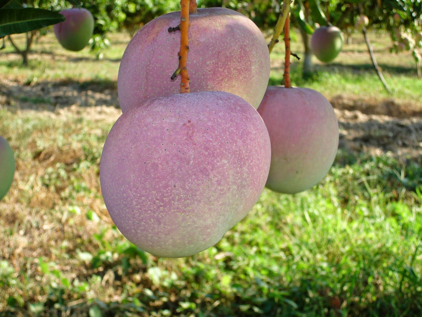 Cây XOÀI ÚC