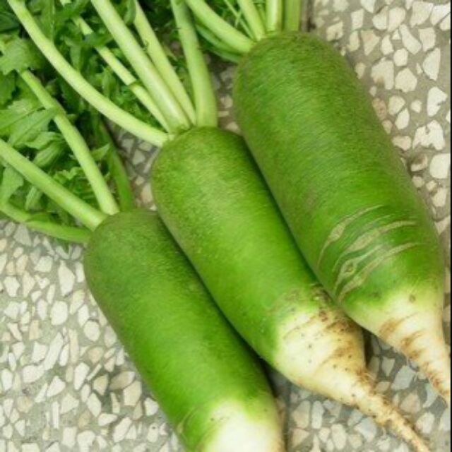 Hạt giống Củ Cải Xanh TN